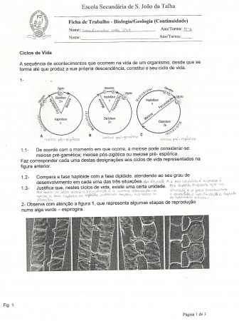 Ficha sobre ciclos de vida 2